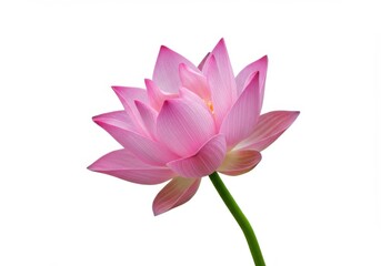 Pink lotus flower isolated on white background