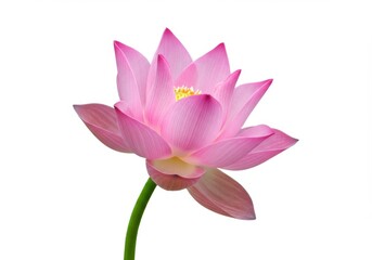 Pink lotus flower isolated on white background