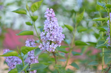 lilac flowers on a green background