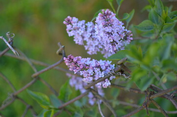 Obraz premium The lilac bloom on the branch