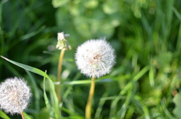 dandelion on green background