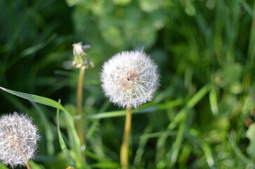 dandelion on green background