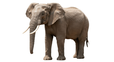 Obraz premium African Elephant Standing Isolated on Transparent PNG Background, elephant PNG, African elephant, wild animal, isolated elephant