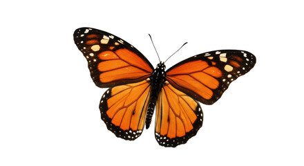 Fototapeta premium Monarch Butterfly with Wings Spread, Isolated on a transparent png Background, monarch butterfly, butterfly, insect, orange, black, beautiful, nature, wildlife