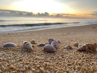 shell on the beach