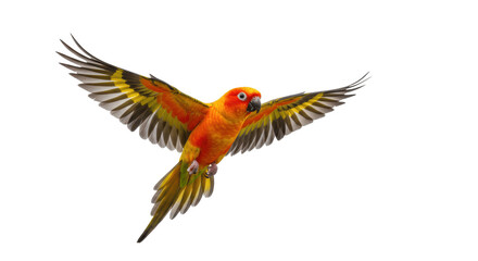 Obraz premium Beautiful Sun Conure Parrot in Flight with Wings Spread Isolated on a transparent png Background, colorful, vibrant, tropical, exotic, pet, avian, wings, feathers, parakeet