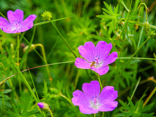 A common long-bodied hoverfly (Sphaerophoria scripta) on a blood-red, bloody cranesbill flower...