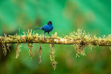 The masked flower borer is a species of bird in the tanager family Thraupidae. It is found in moist montane forests and scrublands in Venezuela, Colombia, Ecuador, Peru and Bolivia.