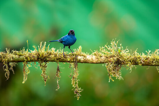 The masked flower borer is a species of bird in the tanager family Thraupidae. It is found in moist montane forests and scrublands in Venezuela, Colombia, Ecuador, Peru and Bolivia.