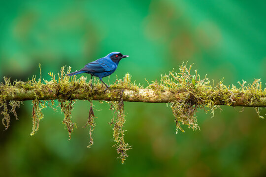 The masked flower borer is a species of bird in the tanager family Thraupidae. It is found in moist montane forests and scrublands in Venezuela, Colombia, Ecuador, Peru and Bolivia.