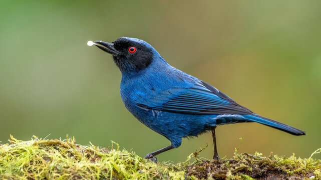 The masked flower borer is a species of bird in the tanager family Thraupidae. It is found in moist montane forests and scrublands in Venezuela, Colombia, Ecuador, Peru and Bolivia.