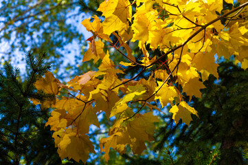 Bright yellow leaves blanket the branches of a tree in the autumn season contrasting beautifully against the cloudless blue sky The vibrant foliage showcases the seasonal change in a natural landscape