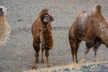 Camels walking along the road near Kosh-Agach Altai Russia. Nomadic animals roaming steppe landscape close to Mongolia border.