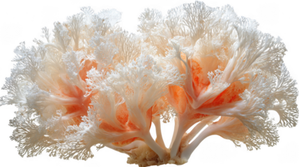 An intricate and delicate cauliflower coral specimen with branched formations is isolated against a plain white studio background for examination underwater.