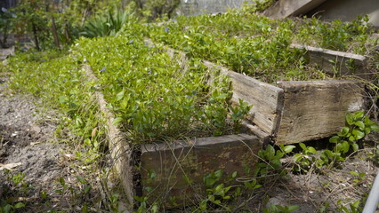 a box with seedlings