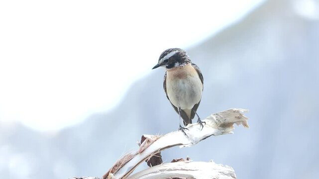 whinchat, Saxicola rubetra Stiaccino	