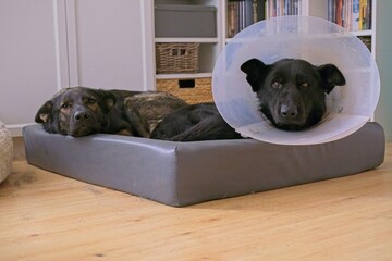 Two German Shepherds lying comfortably in a dog bed