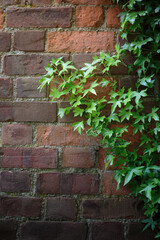 A beautiful walled garden with spring flowers in Northumberland, May 2025