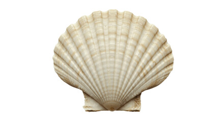 Classic Fan-Shaped Scallop Seashell with Ribbed Texture, Isolated on a White Background, scallopl, scallop shell, ocean