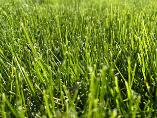 A close-up perspective of vibrant green grass, illuminated by natural sunlight