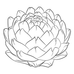  vector illustration fruit coloring page 