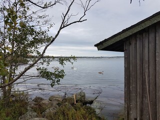 Wooden hut and swan family swimming in the sea
