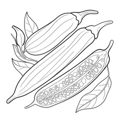 hand drawn vector illustration of Lady finger coloring page 