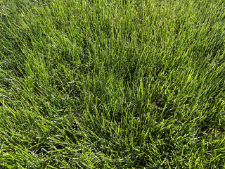 Vibrant green grass blades, showcasing texture and color. Essence of a healthy and well-maintained lawn.