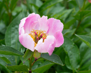 Beautiful Flower Makro with rain. High quality photo