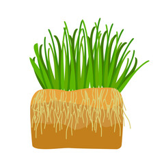 Grass with roots in soil isolated on white background. Tuft of fresh spring grass. Green thick weed. Nutritious sprouts. Rooted green organic plants. Big tussock. Lawn care. Stock vector illustration