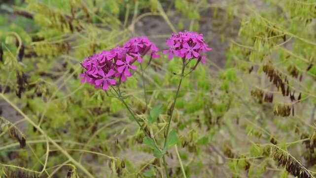 Bbeauty and benefits of Isatis tinctoria, known as woad, in natural habitats