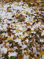 Fallen maple leaves on snowy ground