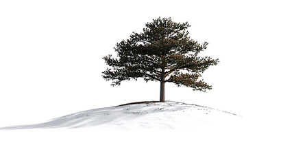 Solitary Brown Pine Tree on Snowy Hill Against White Background 