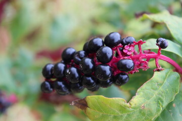 Phytolacca, Kermesbeere