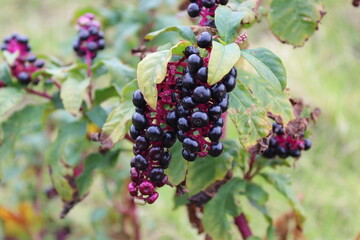 Phytolacca, Kermesbeere