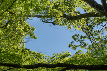 新緑の公園　上を見上げれば新緑の間にポッカリと空いた青空