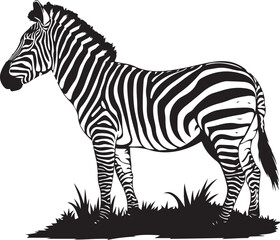 zebra on white background