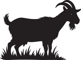 black and white goat