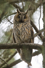 Kulaklı orman baykuşu » Long-eared Owl » Asio otus