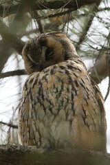 Kulaklı orman baykuşu » Long-eared Owl » Asio otus