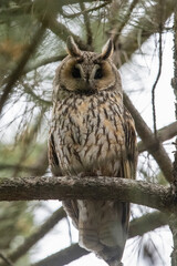 Kulaklı orman baykuşu » Long-eared Owl » Asio otus