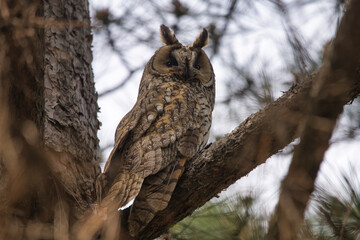 Kulaklı orman baykuşu » Long-eared Owl » Asio otus