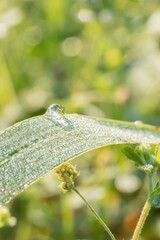 朝露に輝く草のアップ06