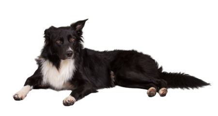 Attentive purebred border collie dog lying on the floor one ear bent, full length portrait looking to camera isolated on transparent background