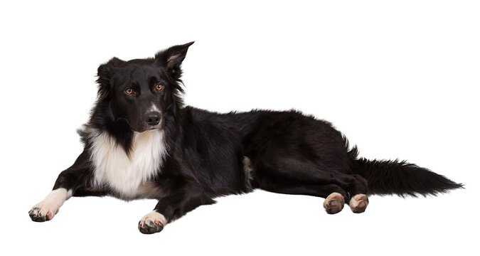 Attentive purebred border collie dog lying on the floor one ear bent, full length portrait looking to camera isolated on transparent background - Powered by Adobe