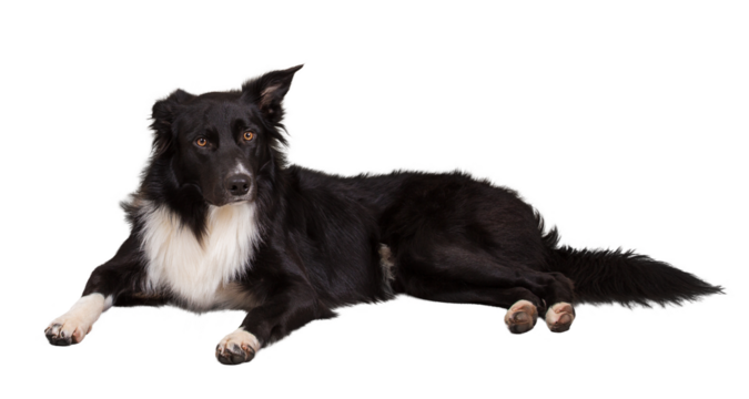 Attentive purebred border collie dog lying on the floor one ear bent, full length portrait looking to camera isolated on transparent background