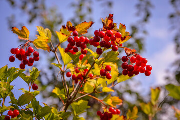 Red berries of viburnum on a branch against the blue sky in the garden.