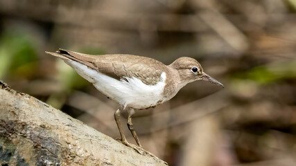 Lesser yellowlegs (Tringa flavipes) is a medium-sized shorebird.