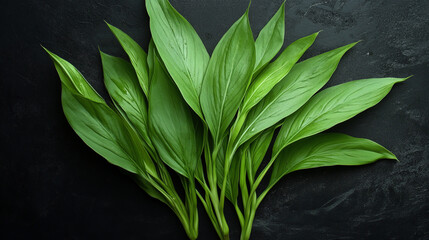Green plantain leaves on a black background, close-up.