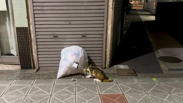 Stray cat rummaging the garbage bag 